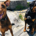 El increíble perro de la parte de atrás del coche ¡Te dejará sin aliento!