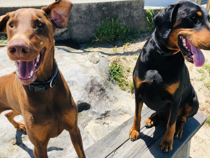 El increíble perro de la parte de atrás del coche ¡Te dejará sin aliento!