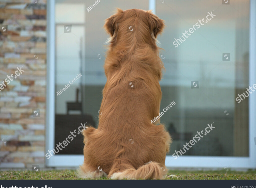 El perro de la parte de atrás del coche horario: ¡Un asombroso compañero fiel! El perro de la parte de atrás del coche horario: ¡Un asombroso compañero fiel!