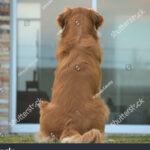El perro de la parte de atrás del coche horario: ¡Un asombroso compañero fiel!